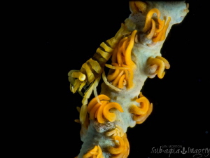 A small Zanzibar Shrimp of approximately 5mm.  Full frame... by Jan Morton 